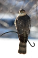 Coopers Hawk back